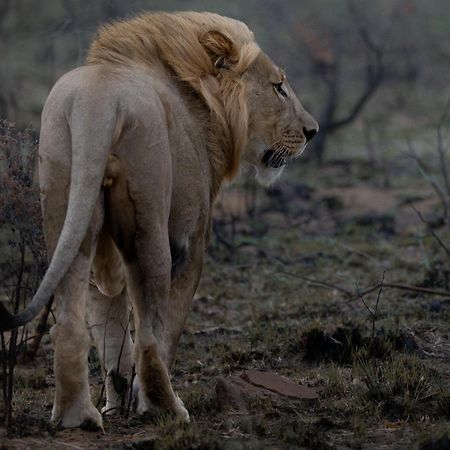 Sediba Luxury Safari Lodge Welgevonden Doğa Koruma Alanı Dış mekan fotoğraf