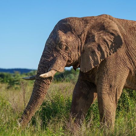 Sediba Luxury Safari Lodge Welgevonden Doğa Koruma Alanı Dış mekan fotoğraf