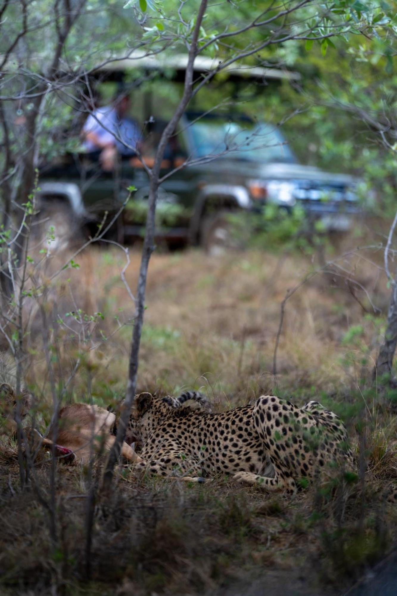 Sediba Luxury Safari Lodge Welgevonden Doğa Koruma Alanı Dış mekan fotoğraf