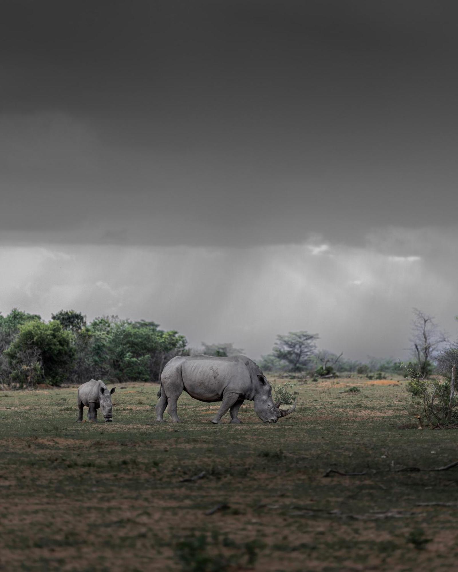 Sediba Luxury Safari Lodge Welgevonden Doğa Koruma Alanı Dış mekan fotoğraf