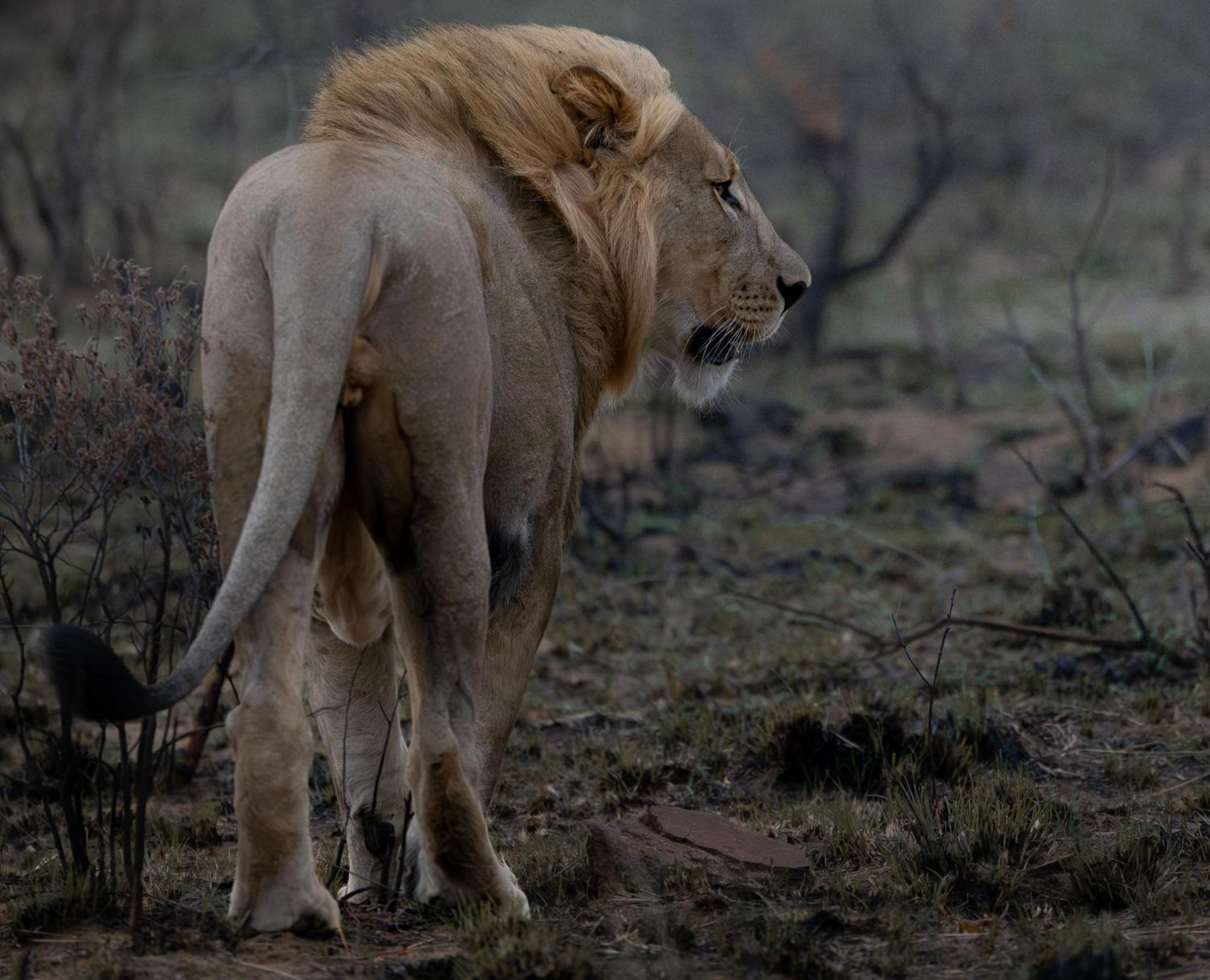 Sediba Luxury Safari Lodge Welgevonden Doğa Koruma Alanı Dış mekan fotoğraf