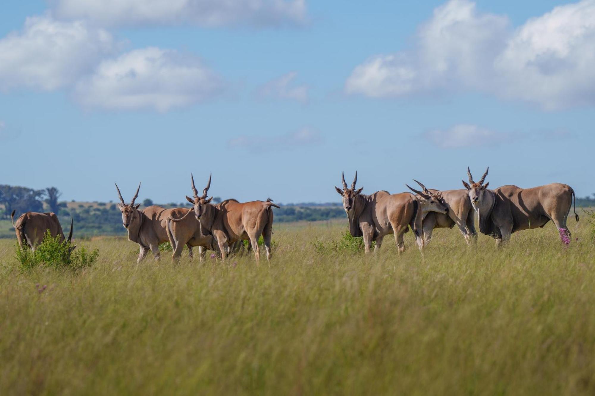 Sediba Luxury Safari Lodge Welgevonden Doğa Koruma Alanı Dış mekan fotoğraf