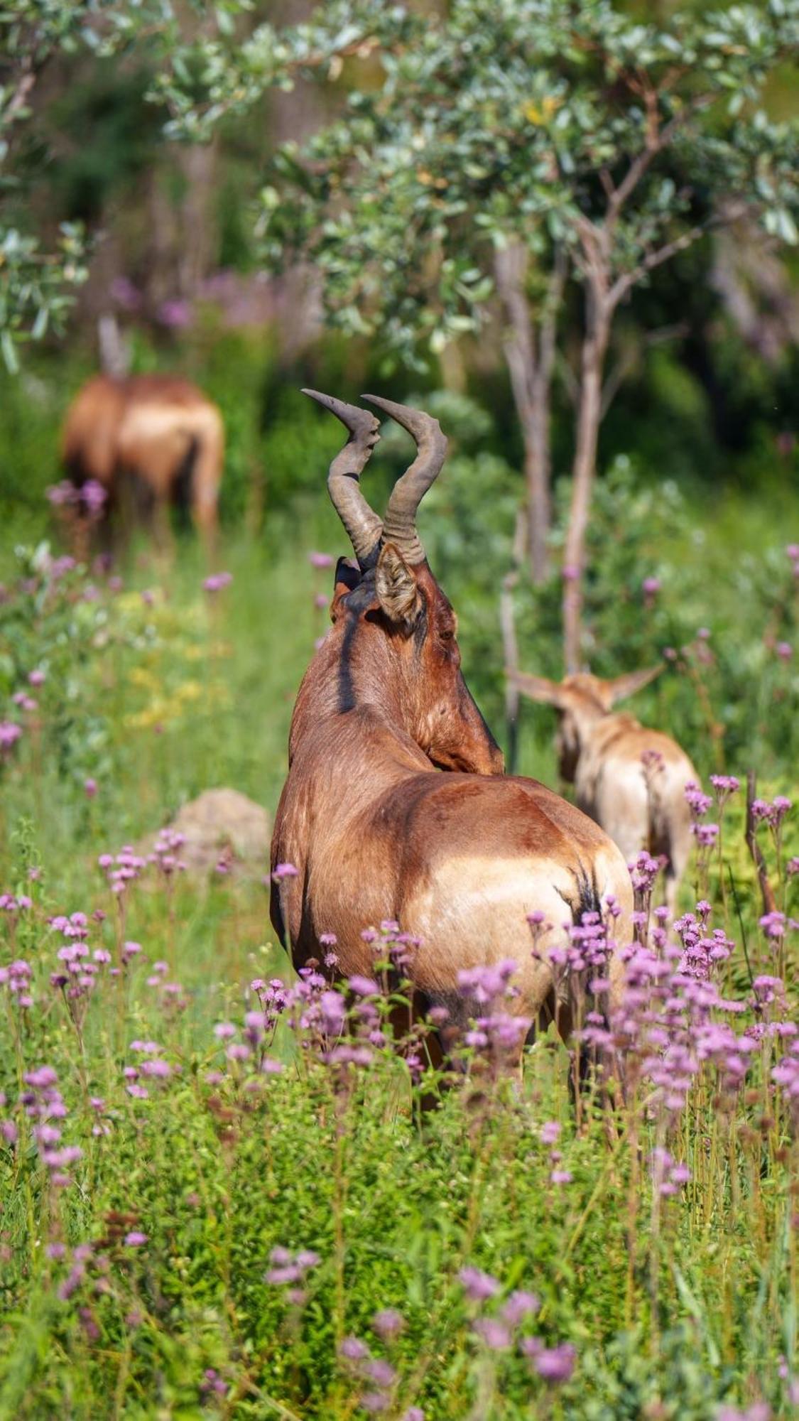 Sediba Luxury Safari Lodge Welgevonden Doğa Koruma Alanı Dış mekan fotoğraf