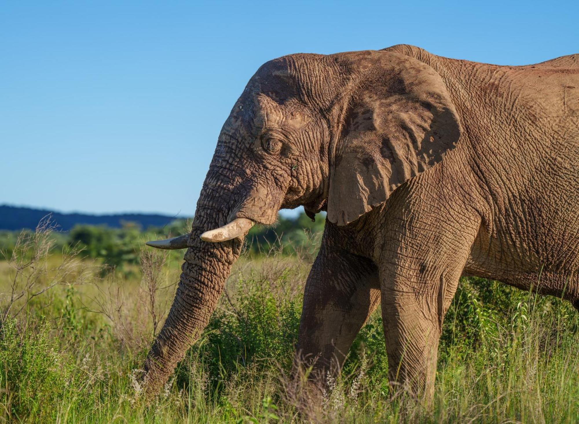Sediba Luxury Safari Lodge Welgevonden Doğa Koruma Alanı Dış mekan fotoğraf