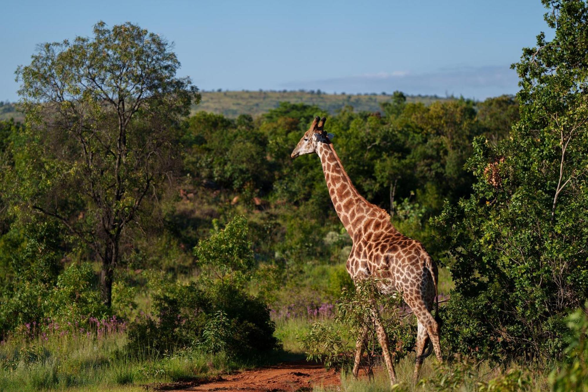 Sediba Luxury Safari Lodge Welgevonden Doğa Koruma Alanı Dış mekan fotoğraf