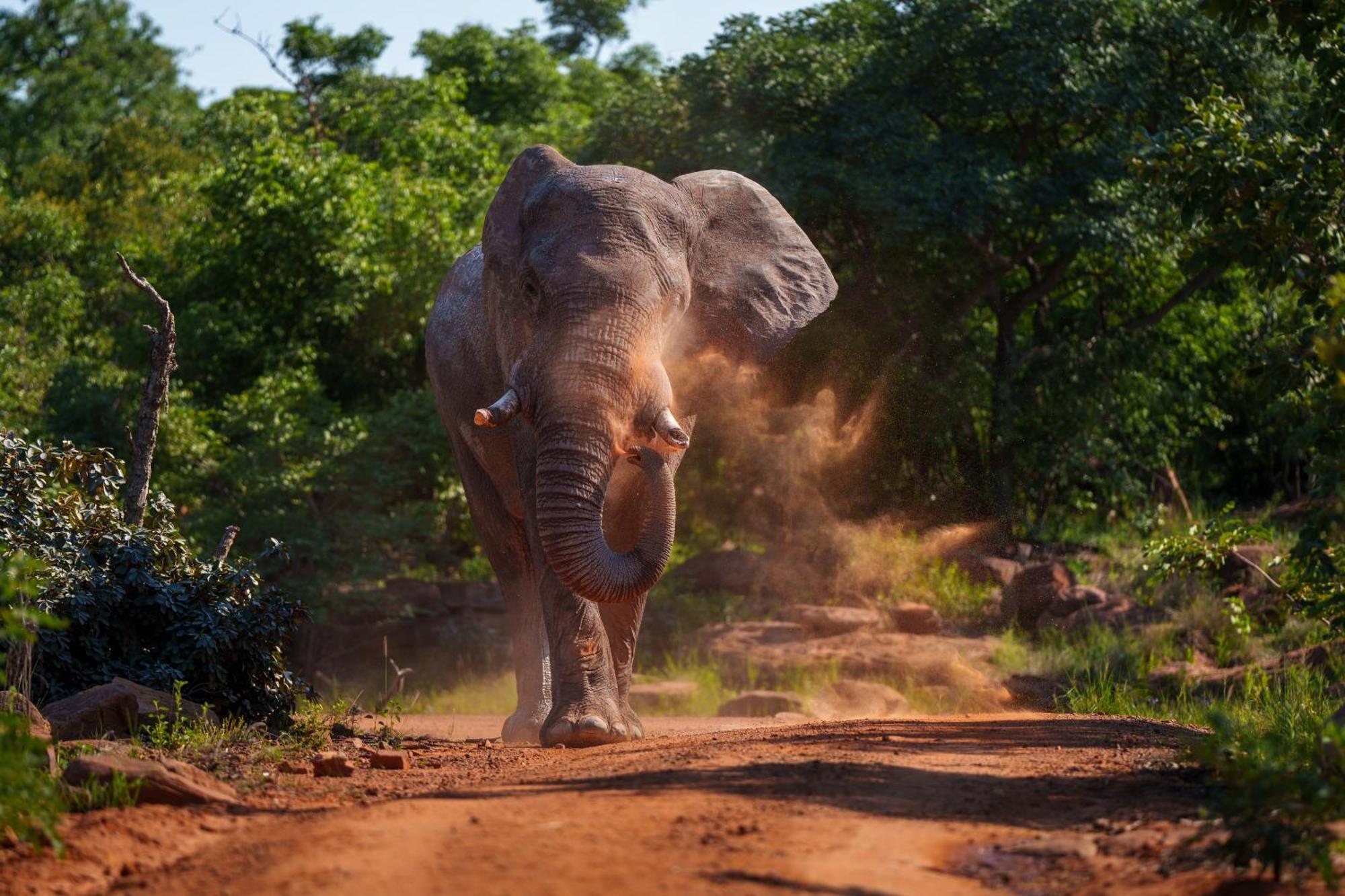 Sediba Luxury Safari Lodge Welgevonden Doğa Koruma Alanı Dış mekan fotoğraf
